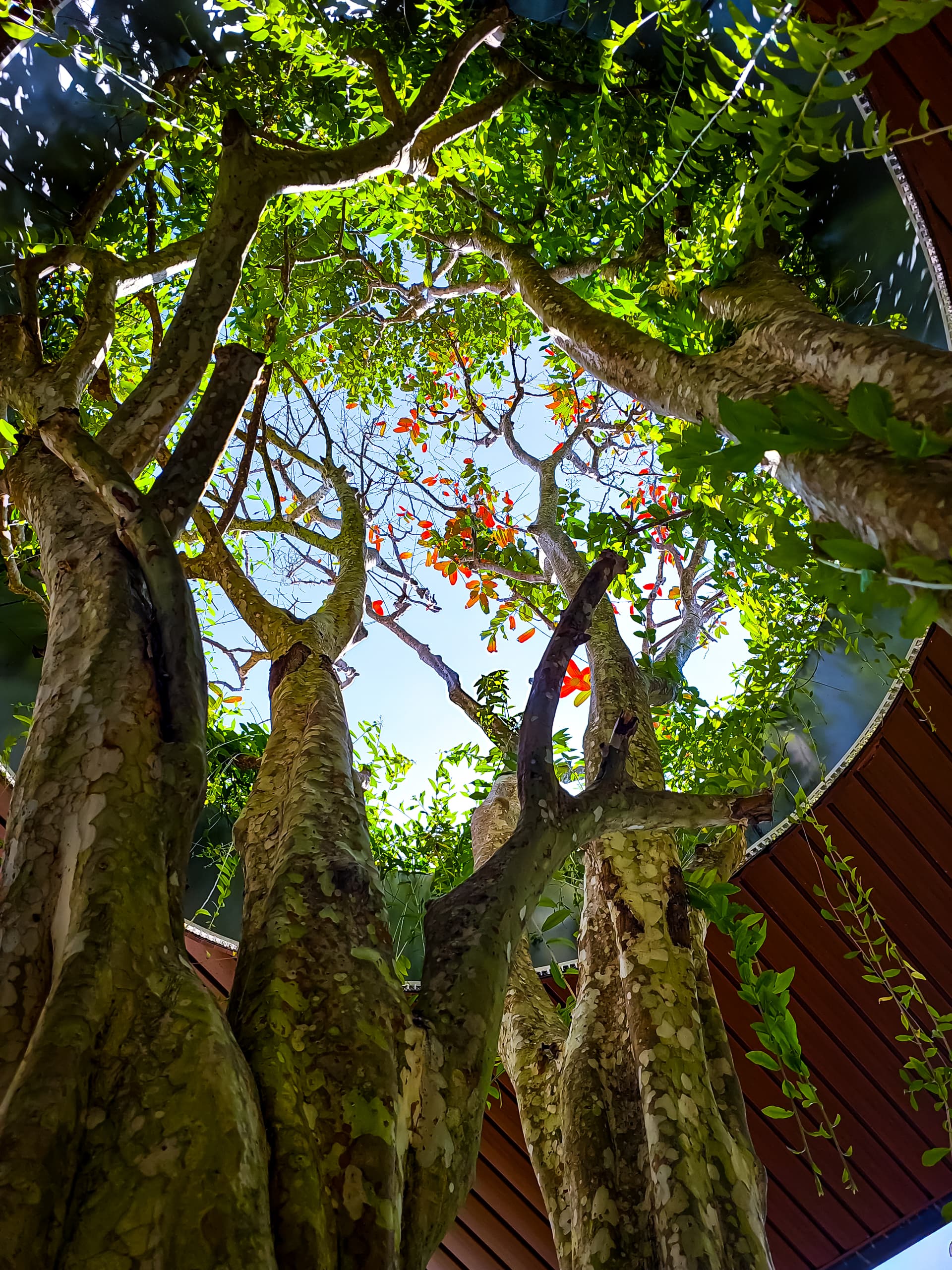 circle tree